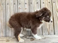 Cruz, a male Miniature Australian Shepherd for sale in Honey Grove, TX – Photo 8 of 8