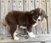 Cruz, a male Miniature Australian Shepherd for sale in Honey Grove, TX – Photo 5 of 8