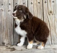 Cruz, a male Miniature Australian Shepherd for sale in Honey Grove, TX – Photo 3 of 8