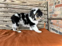 processed/eefe735e-b7d2-4ad1-8eae-d68f54e97d77/listing/be99ab66-0e31-4515-baeb-cb7fbcc6c935/70da850a-6dc6-48b3-a1fd-f26e34cf7a1a