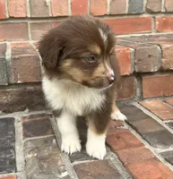 Sophie , a female Miniature Australian Shepherd for sale in Honey Grove, TX – 2 of 10