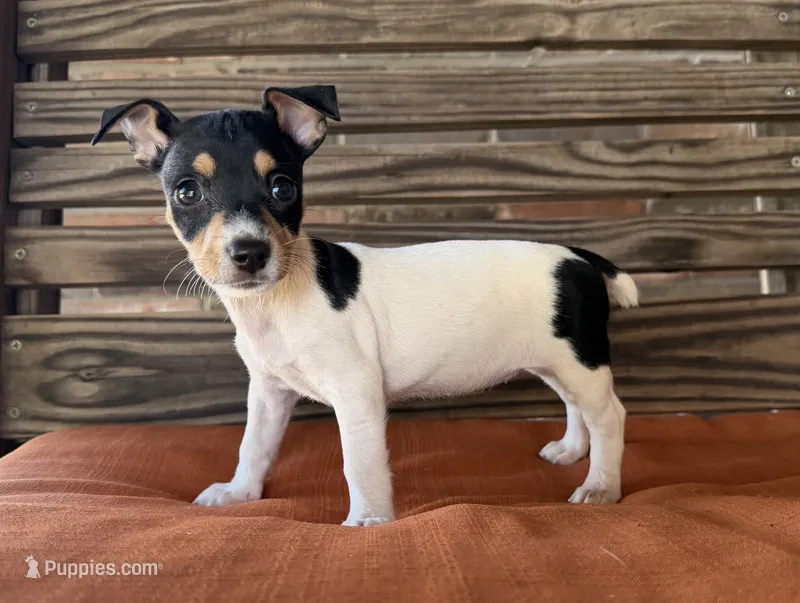 Tilly – Rat Terrier puppy for sale in Honey Grove, TX