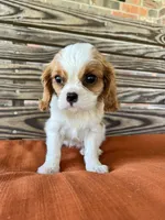 Sage, a female Cavalier King Charles Spaniel for sale in Honey Grove, TX – 7 of 10