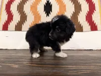 Cooper , a male Miniature Australian Shepherd for sale in Honey Grove, TX – 7 of 10