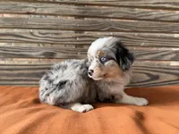 Stella, a female Miniature Australian Shepherd for sale in Honey Grove, TX – 6 of 9