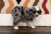 Stella, a female Miniature Australian Shepherd for sale in Honey Grove, TX – 2 of 9