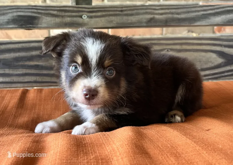 Max – Miniature Australian Shepherd puppy for sale in Honey Grove, TX