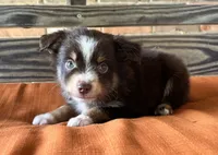 Max, a male Miniature Australian Shepherd for sale in Honey Grove, TX – 1 of 7