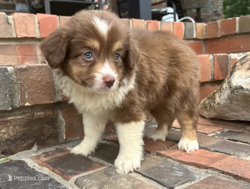 Skye – Miniature Australian Shepherd puppy for sale in Honey Grove, TX
