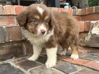 Skye, a female Miniature Australian Shepherd for sale in Honey Grove, TX – 1 of 10