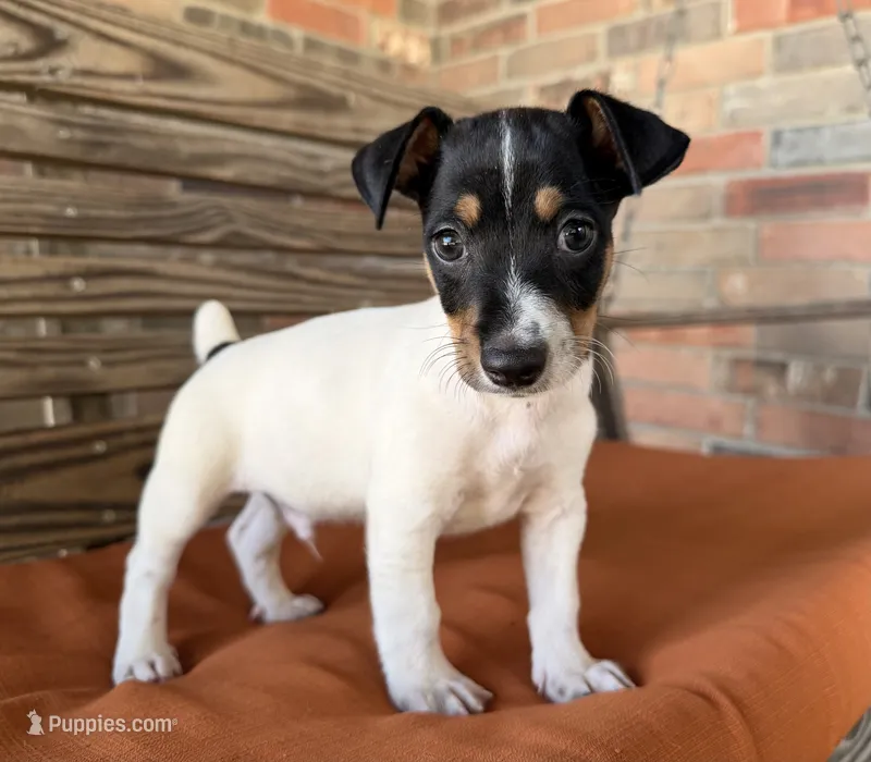Baker – Rat Terrier puppy for sale in Honey Grove, TX