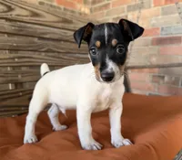 Baker, a male Rat Terrier for sale in Honey Grove, TX – 1 of 10
