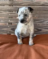 Remi, a female Australian Cattle Dog for sale in Honey Grove, TX – 9 of 10