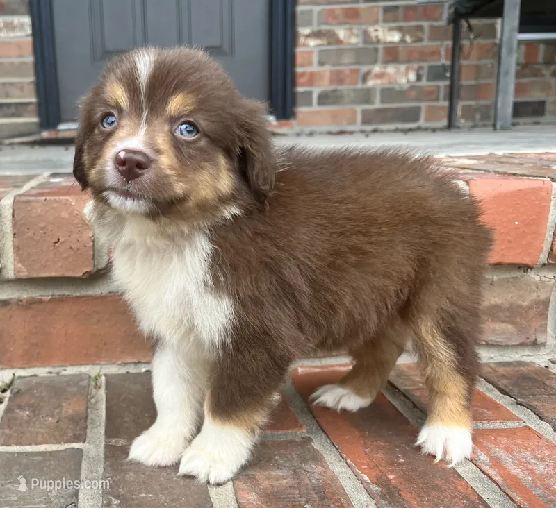 Sophie  – Miniature Australian Shepherd puppy for sale in Honey Grove, TX