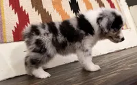 Sam, a male Miniature Australian Shepherd for sale in Honey Grove, TX – 7 of 10