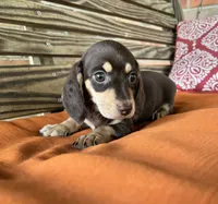 Ava, a female Miniature Dachshund for sale in Honey Grove, TX – 7 of 9