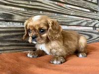 Burk , a male Cavalier King Charles Spaniel for sale in Honey Grove, TX – 5 of 10
