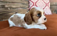 Colt , a male Cavalier King Charles Spaniel for sale in Honey Grove, TX – 5 of 10