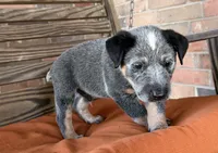 Blu, a male Australian Cattle Dog for sale in Honey Grove, TX – 2 of 10