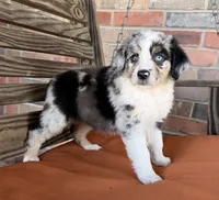 Blythe, a female Miniature Australian Shepherd for sale in Honey Grove, TX – 4 of 10