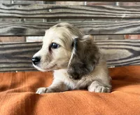Willow, a female Miniature Dachshund for sale in Honey Grove, TX – 8 of 10