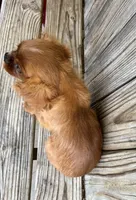 Duke, a male Cavalier King Charles Spaniel for sale in Honey Grove, TX – Photo 7 of 8