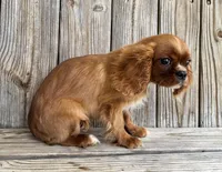 Duke, a male Cavalier King Charles Spaniel for sale in Honey Grove, TX – Photo 2 of 8