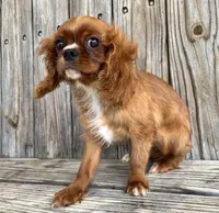 Duke, a male Cavalier King Charles Spaniel for sale in Honey Grove, TX – Photo 5 of 8