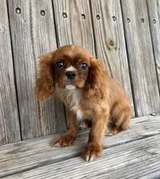 Duke, a male Cavalier King Charles Spaniel for sale in Honey Grove, TX – Photo 3 of 8