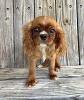 Duke, a male Cavalier King Charles Spaniel for sale in Honey Grove, TX – Photo 1 of 8