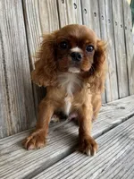Duke, a male Cavalier King Charles Spaniel for sale in Honey Grove, TX – Photo 6 of 8
