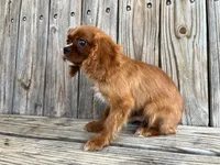 Duke, a male Cavalier King Charles Spaniel for sale in Honey Grove, TX – Photo 4 of 8