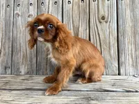 Duke, a male Cavalier King Charles Spaniel for sale in Honey Grove, TX – Photo 8 of 8