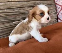 Colt , a male Cavalier King Charles Spaniel for sale in Honey Grove, TX – 6 of 10
