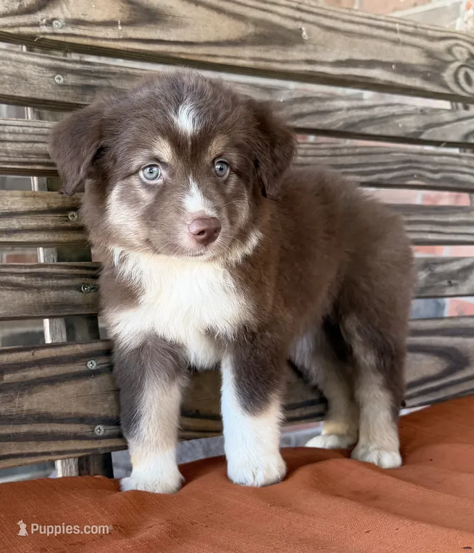 Honey  – Miniature Australian Shepherd puppy for sale in Honey Grove, TX