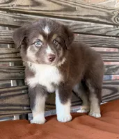 Honey , a female Miniature Australian Shepherd for sale in Honey Grove, TX – 1 of 10