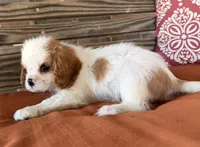 Darla , a female Cavalier King Charles Spaniel for sale in Honey Grove, TX – 2 of 8