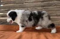 Sam, a male Miniature Australian Shepherd for sale in Honey Grove, TX – 9 of 10