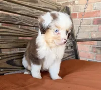 Griffin , a male Miniature Australian Shepherd for sale in Honey Grove, TX – 9 of 10