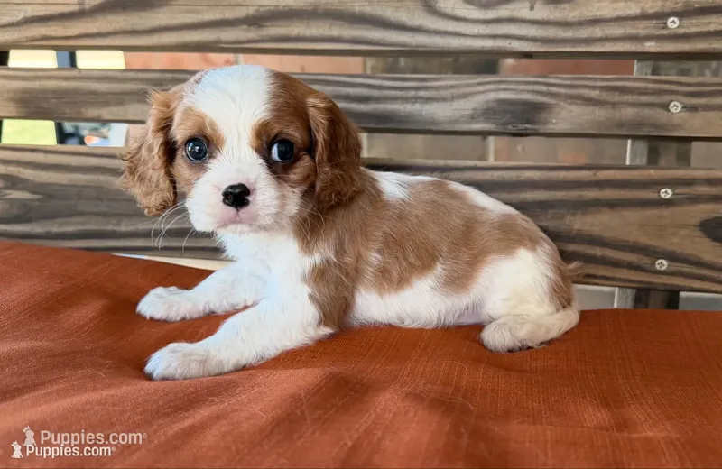 Colt , a male Cavalier King Charles Spaniel for sale in Honey Grove, TX – 1 of 10