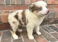 Daisy , a female Miniature Australian Shepherd for sale in Honey Grove, TX – 3 of 10