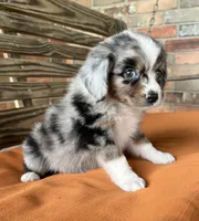 Sophie , a female Miniature Australian Shepherd for sale in Honey Grove, TX – 7 of 10
