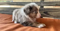 Dallas, a male Miniature Australian Shepherd for sale in Honey Grove, TX – 4 of 10