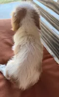 Darla , a female Cavalier King Charles Spaniel for sale in Honey Grove, TX – 7 of 8