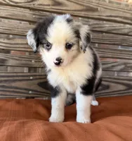 Indie, a female Miniature Australian Shepherd for sale in Honey Grove, TX – 8 of 10