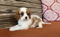 Sam, a male Cavalier King Charles Spaniel for sale in Honey Grove, TX – 4 of 9