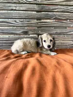 Willow, a female Miniature Dachshund for sale in Honey Grove, TX – 10 of 10