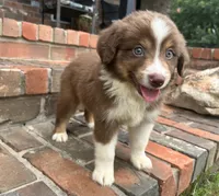 Buster , a male Miniature Australian Shepherd for sale in Honey Grove, TX – 4 of 8
