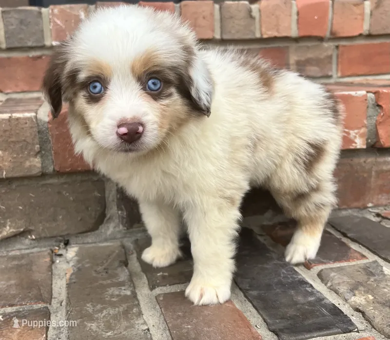 Mel – Miniature Australian Shepherd puppy for sale in Honey Grove, TX