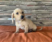 Jax, a male Miniature Dachshund for sale in Honey Grove, TX – 6 of 10